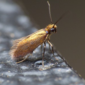 Micropterix aruncella (female)
