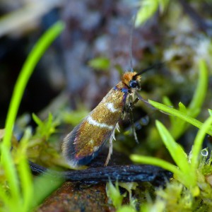 Micropterix aruncella (Male)