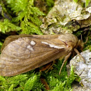 Common Swift (Korscheltellus lupulina) - female