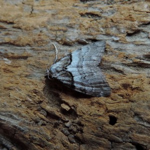 Short-cloaked Moth (Nola cucullatella)