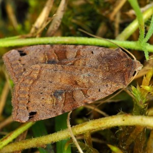 Dotted Clay (Xestia baja)